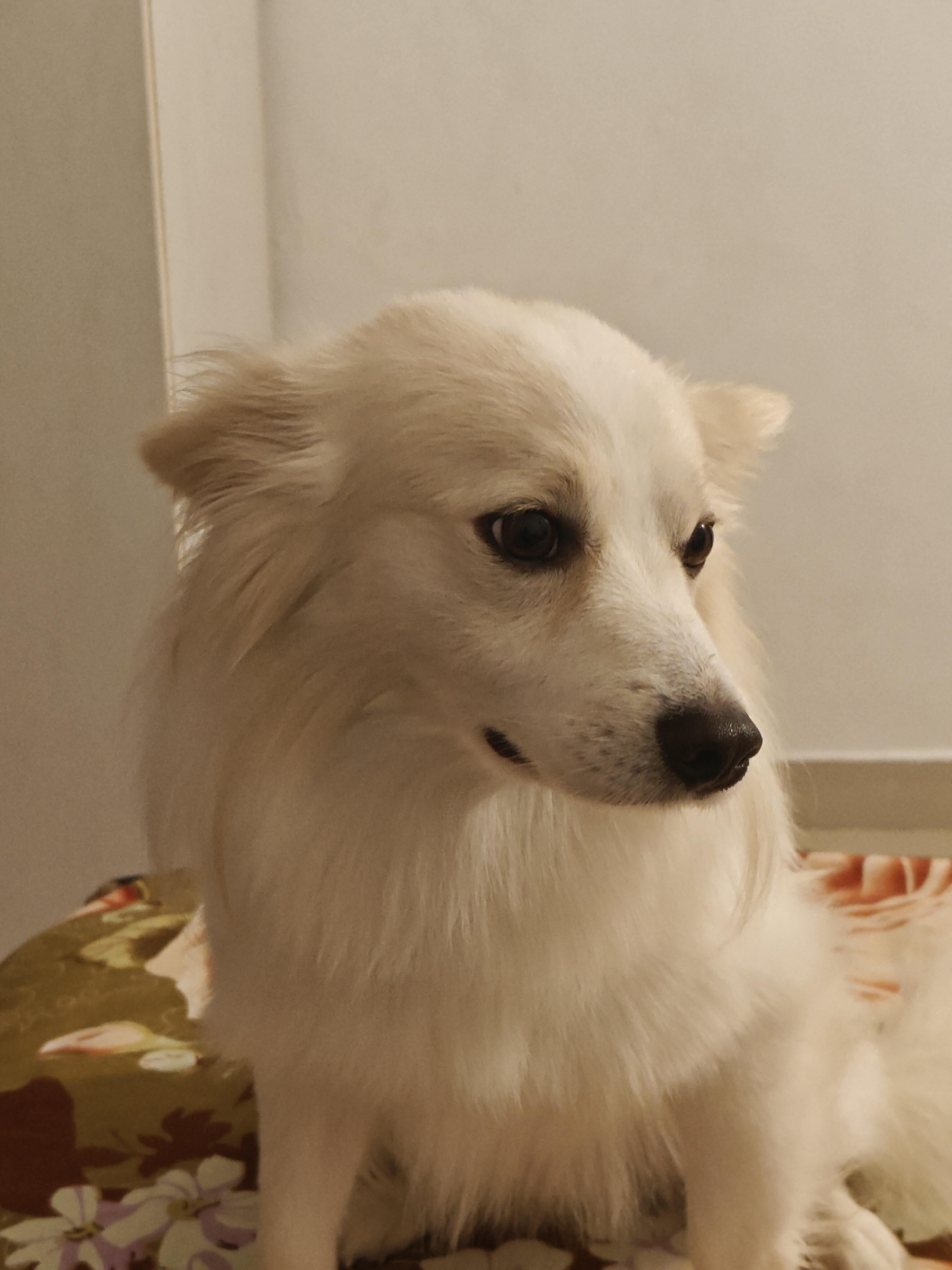 Original photo of a cream-colored dog